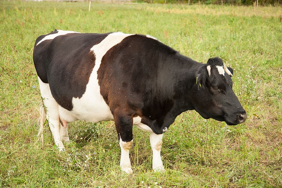 cow, meadow, beef, pasture, summer, grass, ruminant, animal HD wallpaper
