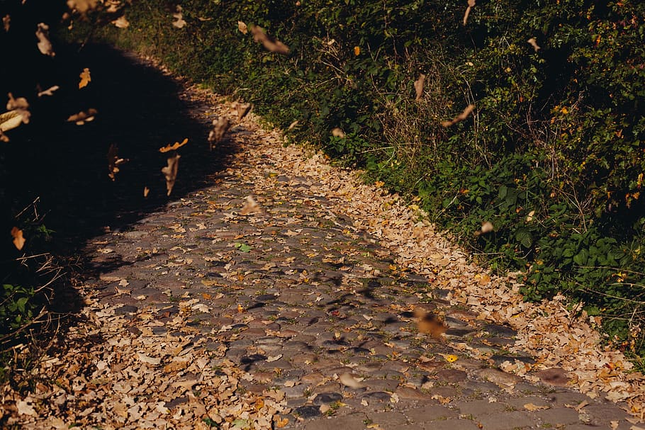 cobblestone, path, leaves, direction, plant, the way forward HD wallpaper