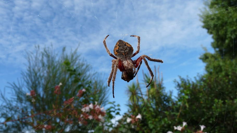 spider, web, garden, plant, nature, no people, focus on foreground HD wallpaper