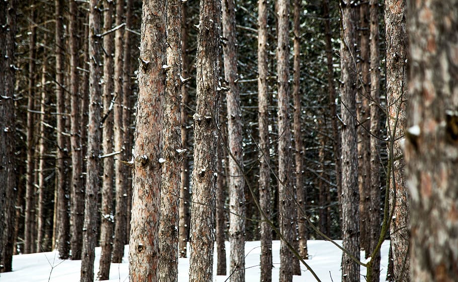 snow covered land on trees, winter, plants, branch, woods, outdoor HD wallpaper