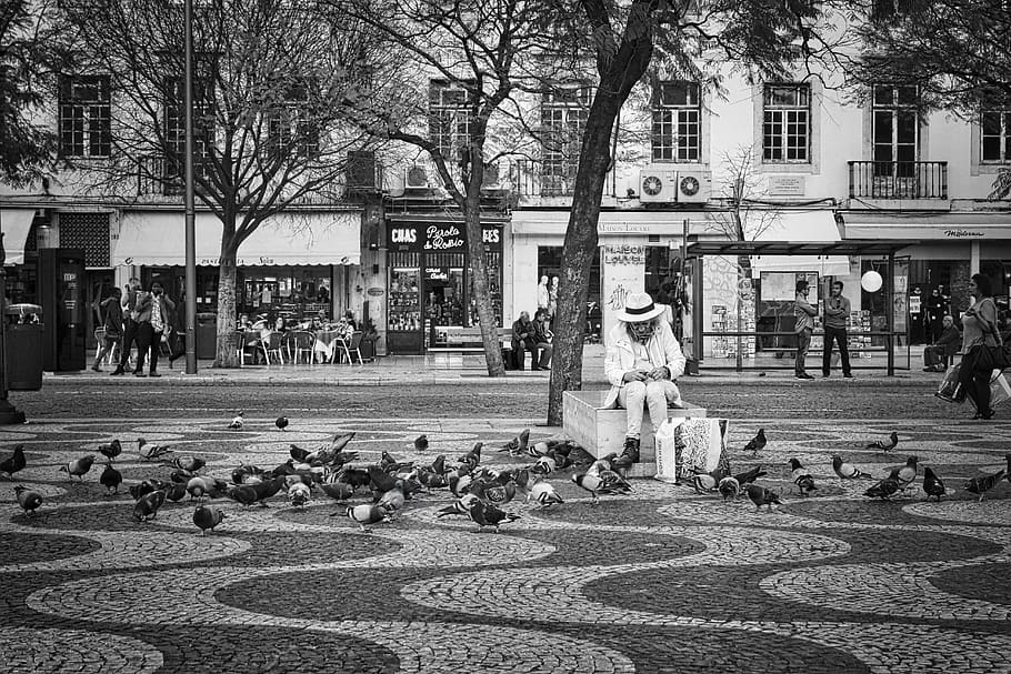 pigeons, pedestrian area, birds, black and white, feeding, person