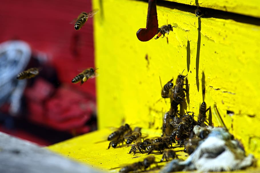 group of bees on wooden panel, Work, Insect, Honeycomb, Wax HD wallpaper