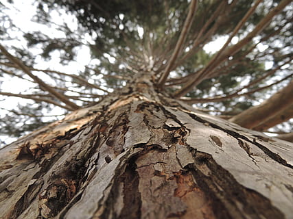 Tree, Bark, Wood, Brown, Aesthetic, strong, plant, nature, forest HD wallpaper
