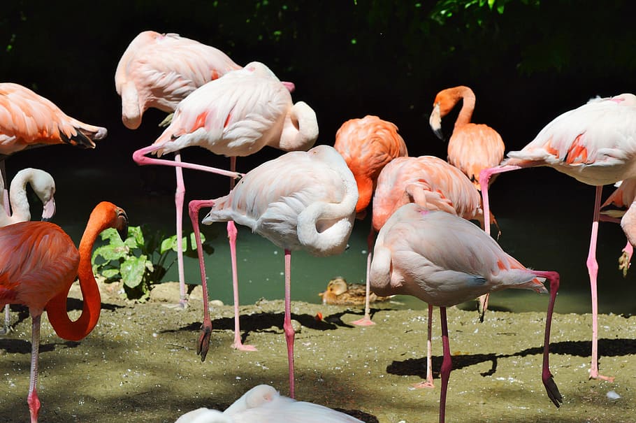 flamingo, bird, pink, bill, plumage, feather, birds, animal HD wallpaper