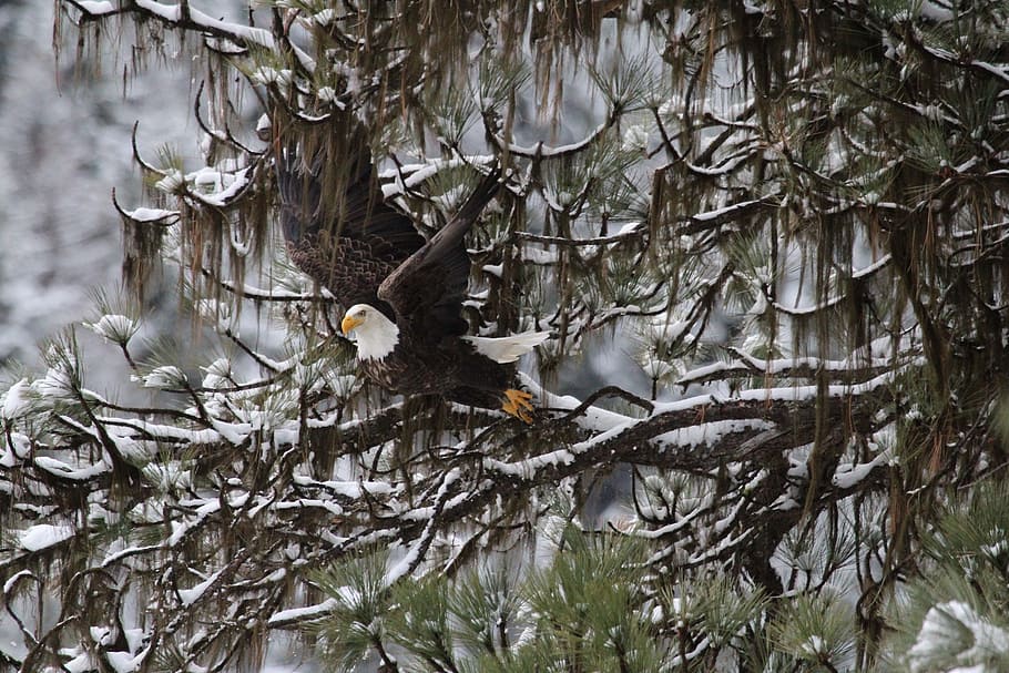 bald eagle, flying, raptor, bird, nature, snow, tree, branches HD wallpaper