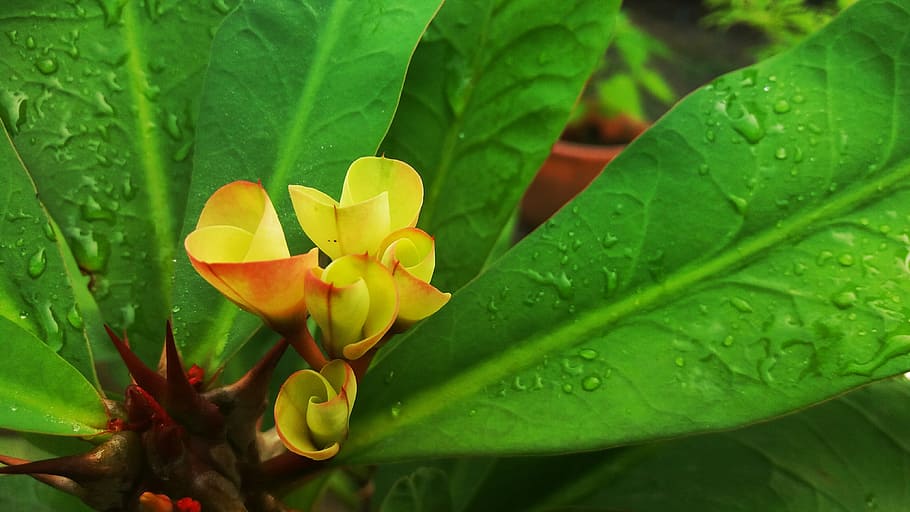 flower, cactus, leaf, plant, plant part, freshness, flowering plant HD wallpaper