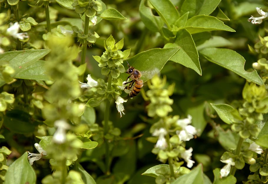 bee, nature, basil, macro, spring, garden, environment, beautiful HD wallpaper