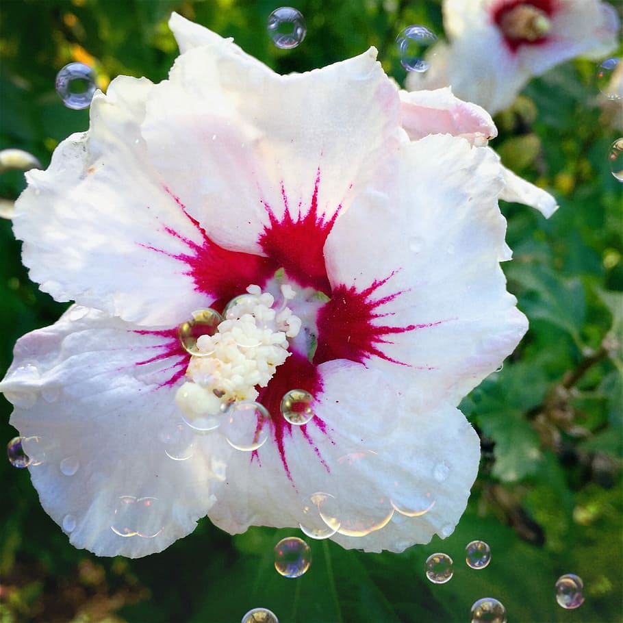 Hibiscus, Flower, White, Close, Pink, bloom, fragility, nature HD wallpaper
