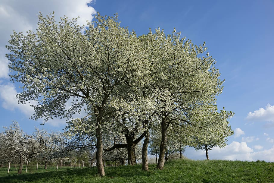 trees, park, spring, flower, country, the sky, plant, growth HD wallpaper