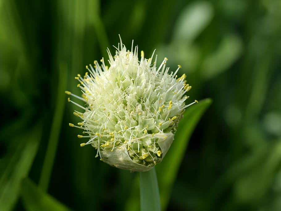 allium, flower, garlic, plant, growth, green color, beauty in nature HD wallpaper