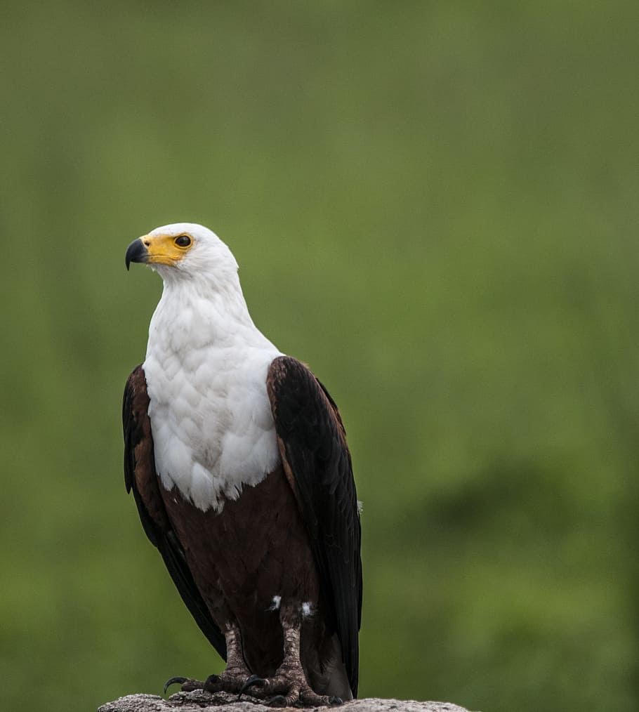 Depth of Field Photography of White and Brown Eagle Perching on Gray Stone HD wallpaper