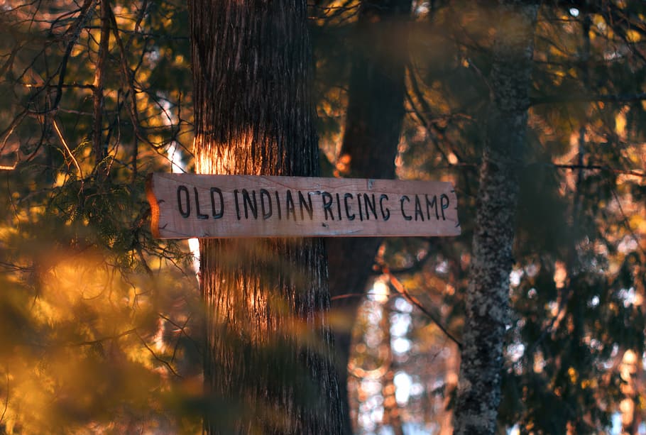 Old Indian Ricing Camp signage on gray tree trunk, old Indian ricing camp signage HD wallpaper