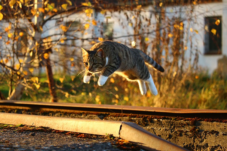 selective focus photograph of jump brown tabby cat, autumn HD wallpaper