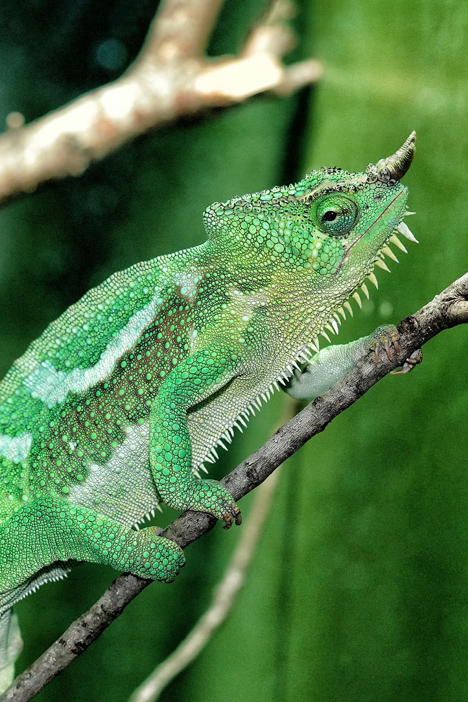 lizard, reptile, wildlife, chameleon, nature, exotic, tropical, HD wallpaper