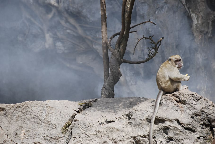 monkey, smoke, homeless, alone, sad, sitting, rocks, natural HD wallpaper