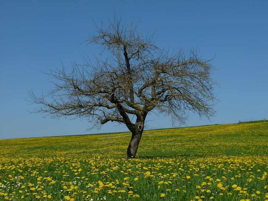 dandelion, meadow, tree, yellow, flower meadow, spring, yellow flowers HD wallpaper