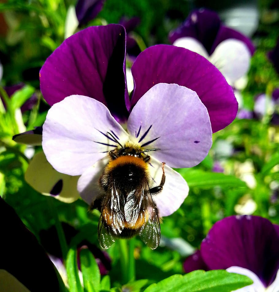 bumble-bee, insect, flower, flowering plant, petal, fragility HD wallpaper