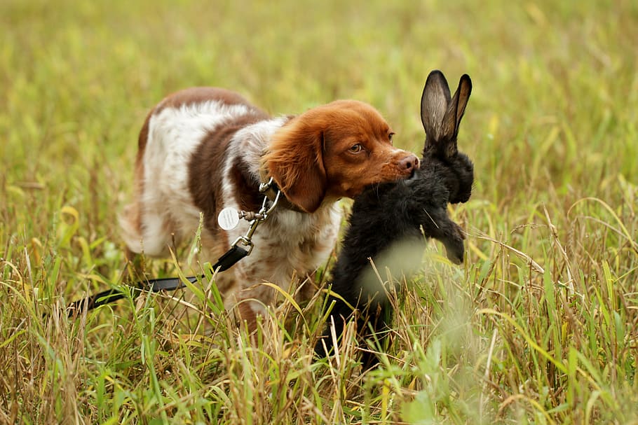 dog, hunting, pointer, retrieve, rabbit, pets, animal, cute HD wallpaper