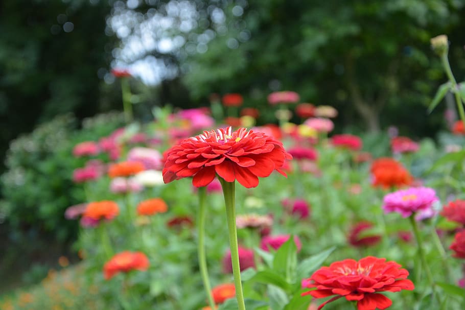 flowers solid, parterre, bouquet, nature, garden, summer flowers HD wallpaper
