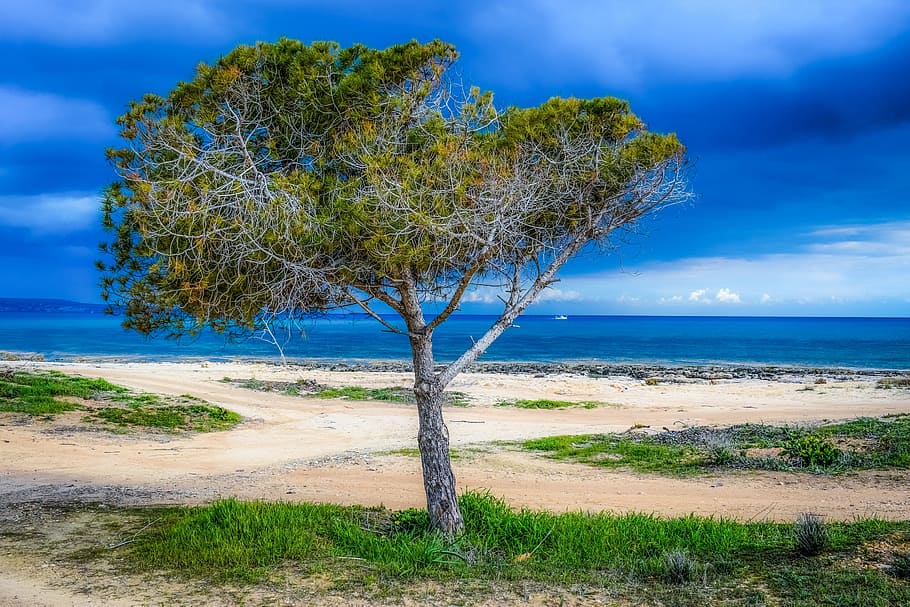 green leaf plant near seashore photo, tree, beach, sky, clouds HD wallpaper