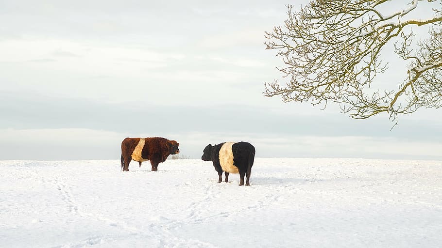 two black and brown cattles on snow near tree at daytime, cows, HD wallpaper