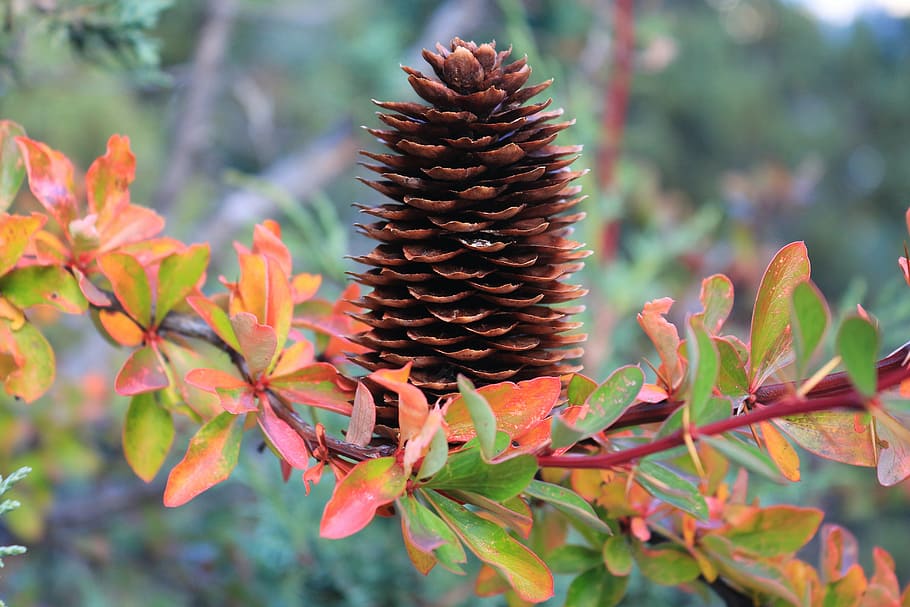 echinacea, pine cone, branches, autumn, color, growth, plant HD wallpaper