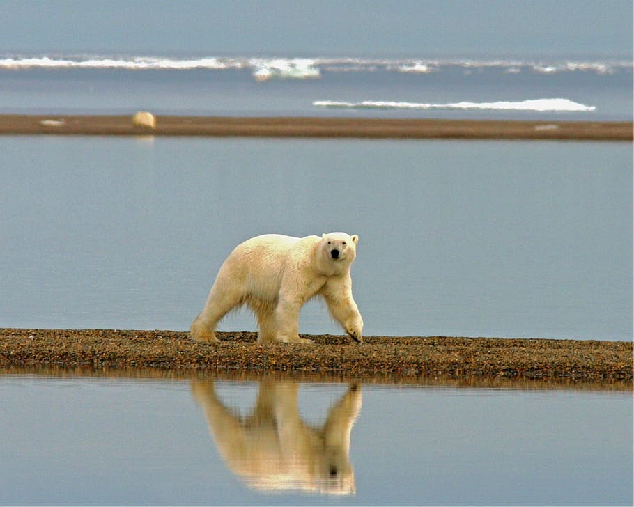 polar bear walking on brown ground surrounded with body of water HD wallpaper