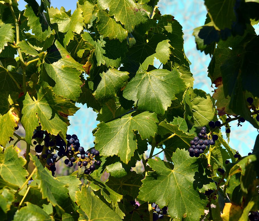 HD wallpaper: grapes, vine, blue grapes, fruits, winegrowing, edible