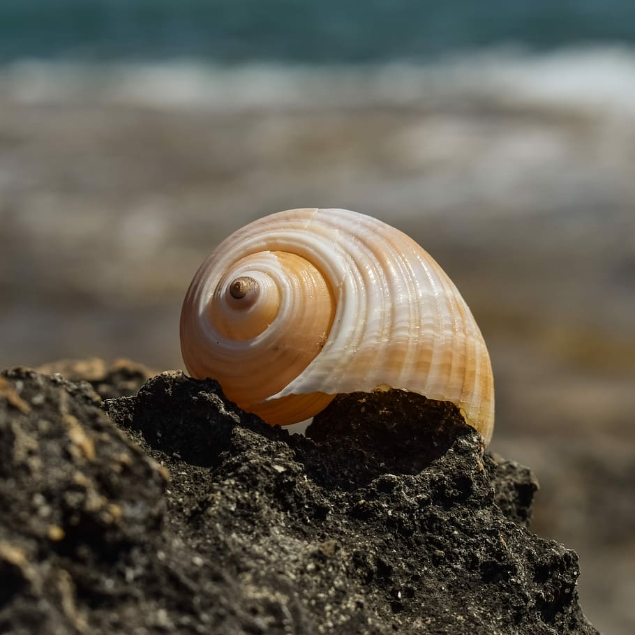Shell, Beach, Nature, Seashell, summer, one animal, snail, animals in the wild HD wallpaper