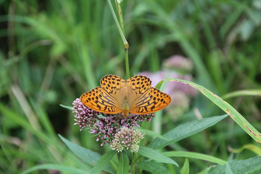 butterfly, insect, animal themes, beauty in nature, animal wildlife HD wallpaper