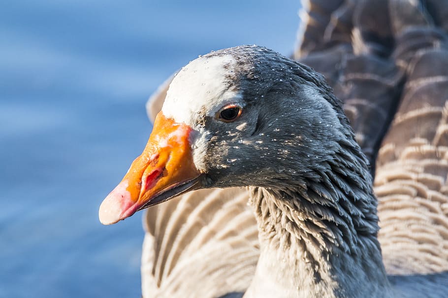 Oca, Ave, Animals, Pond, Bird, common goose, aquatic, peak HD wallpaper