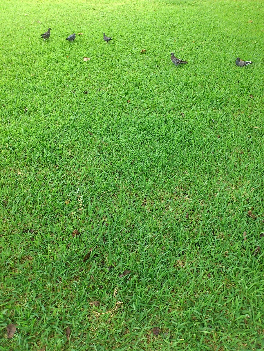 park, pigeons, green, grass, green color, plant, field, land HD wallpaper