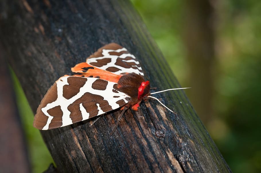 butterfly, brown bear, drawing, flight insect, nature, animal HD wallpaper
