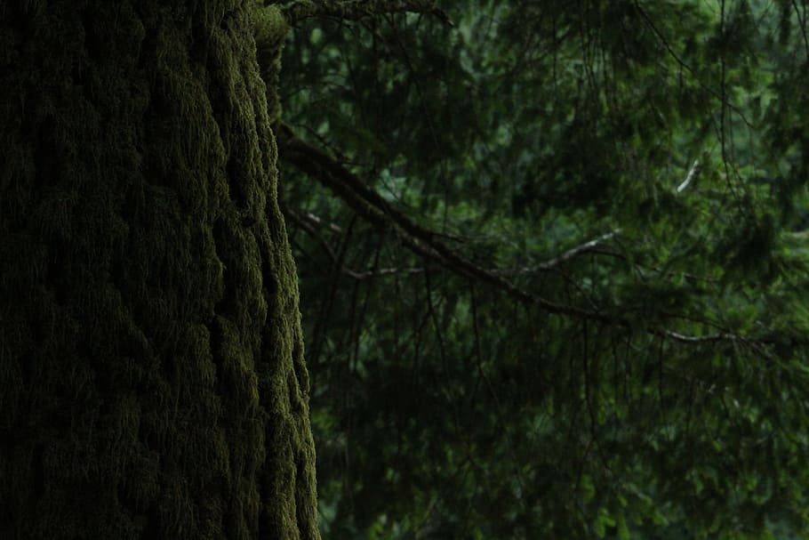 landscape, nature, forest, trees, branches, daylight, environment HD wallpaper