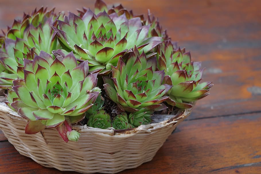 cacti, nature, vase, dining table, macro, plants, closeup, spikes HD wallpaper