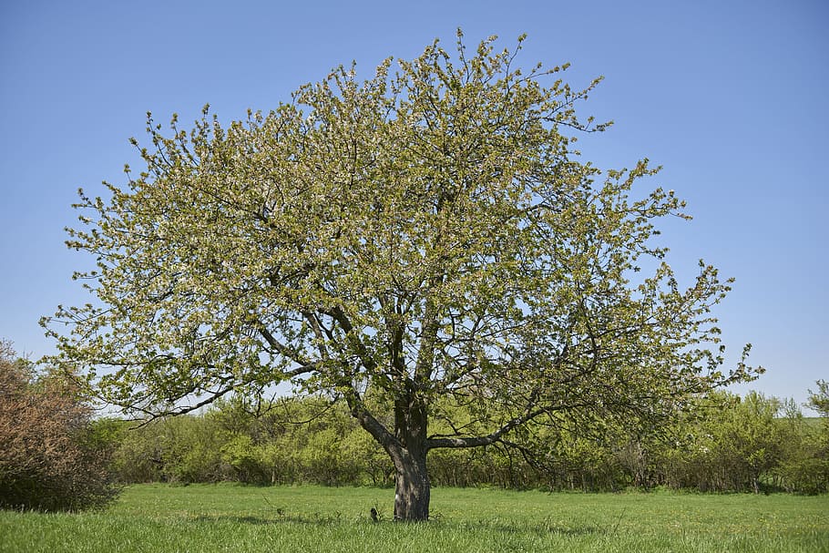 tree, spring, nature, the sky, country, blooming tree, plant HD wallpaper