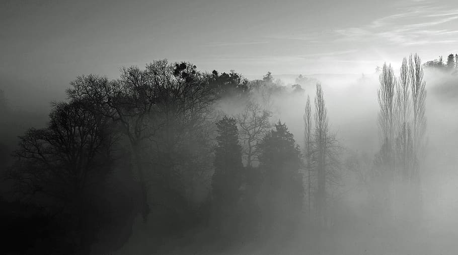 trees, sunbeam, light, rays, autumn forest, nature, fog, plant HD wallpaper