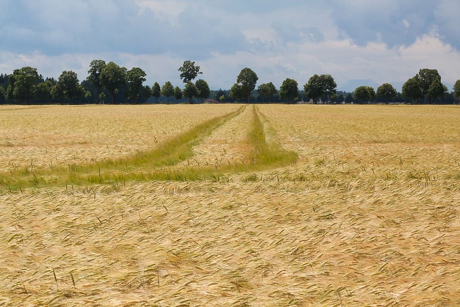 cornfield, nature, summer, staple food, grain, ear, barley HD wallpaper
