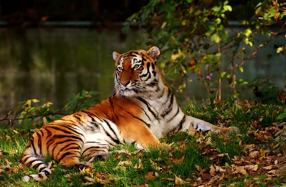 shallow focus photography of tiger, predator, fur, beautiful HD wallpaper