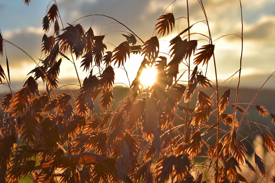 grass, nature, plant, back light, sunrise, blade of grass, meadow HD wallpaper