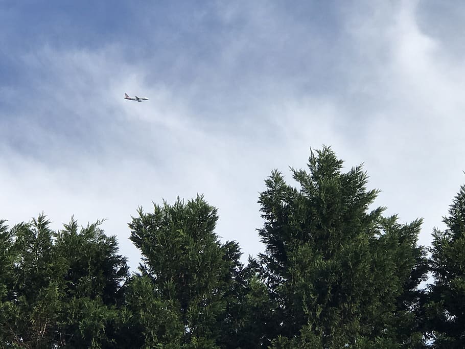 sky, plane, trees, airplane, aviation, cloud, high, plant, cloud - sky HD wallpaper