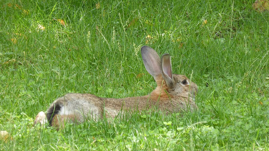 stall hase, rabbit, brown, lying, animal, hare, nager, fur HD wallpaper