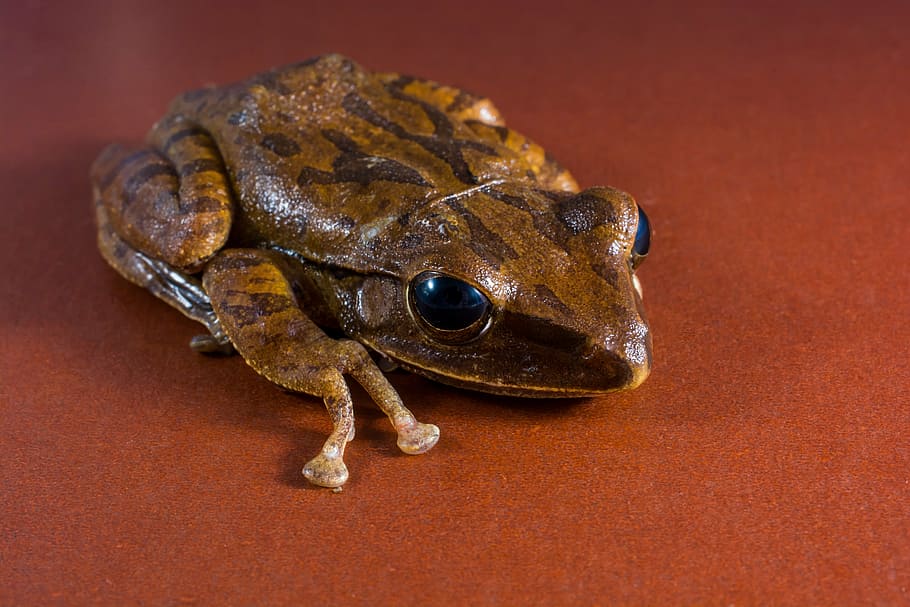 tree frog, anuran, amphibians, animal, nature, wildlife, close-up HD wallpaper