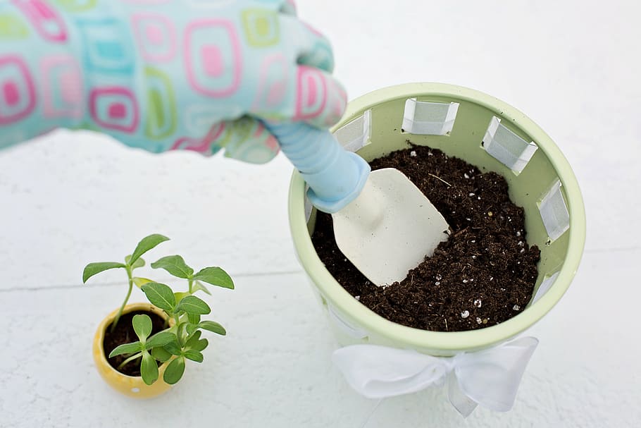green plant in yellow pot, planting, gardening, flower pot HD wallpaper