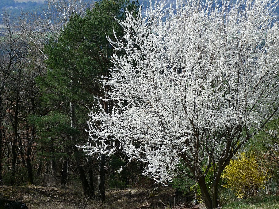 landscape, tree, flowering, flowers, white, spring, contrast HD wallpaper