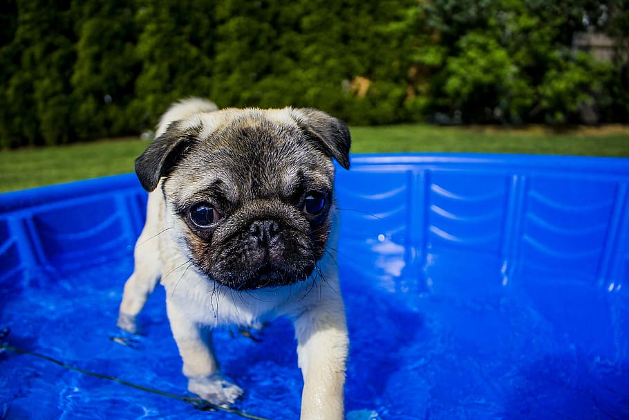 HD wallpaper: fawn pug puppy on blue pool, swimming, summer, dog, funny,  animal | Wallpaper Flare