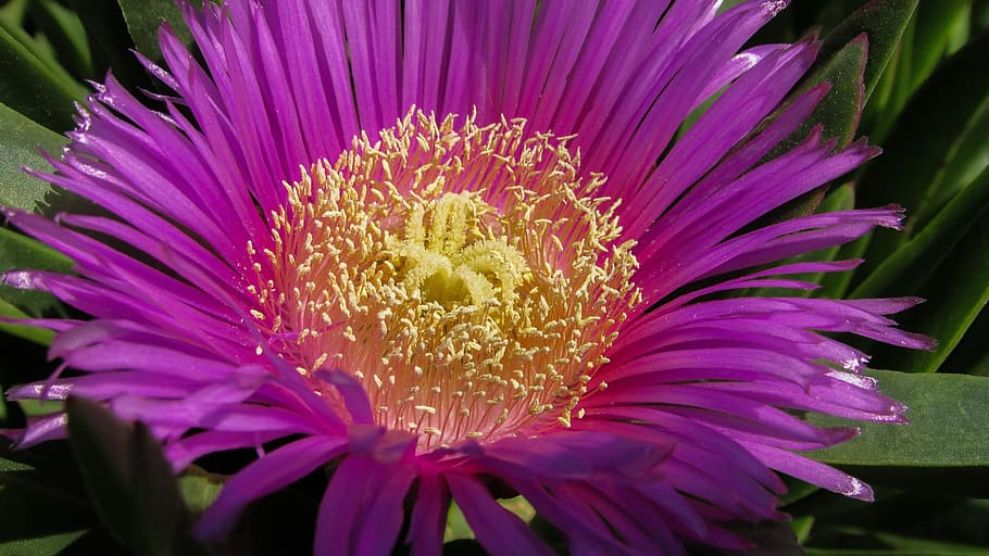 Stamens, Flower, Nature, Bloom, Focus, spring, purple, flora HD wallpaper