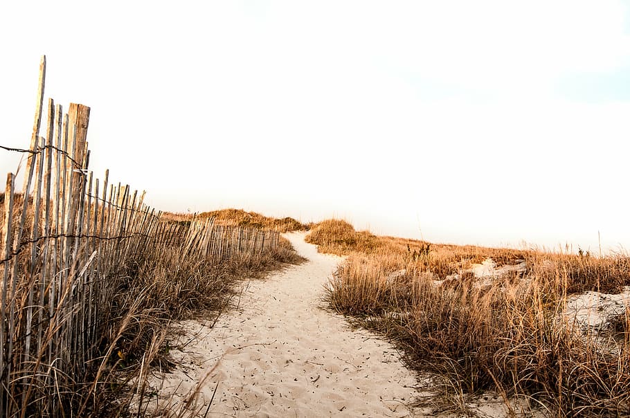 dried brown grass, beach, sand, path, fence, vacation, holiday HD wallpaper