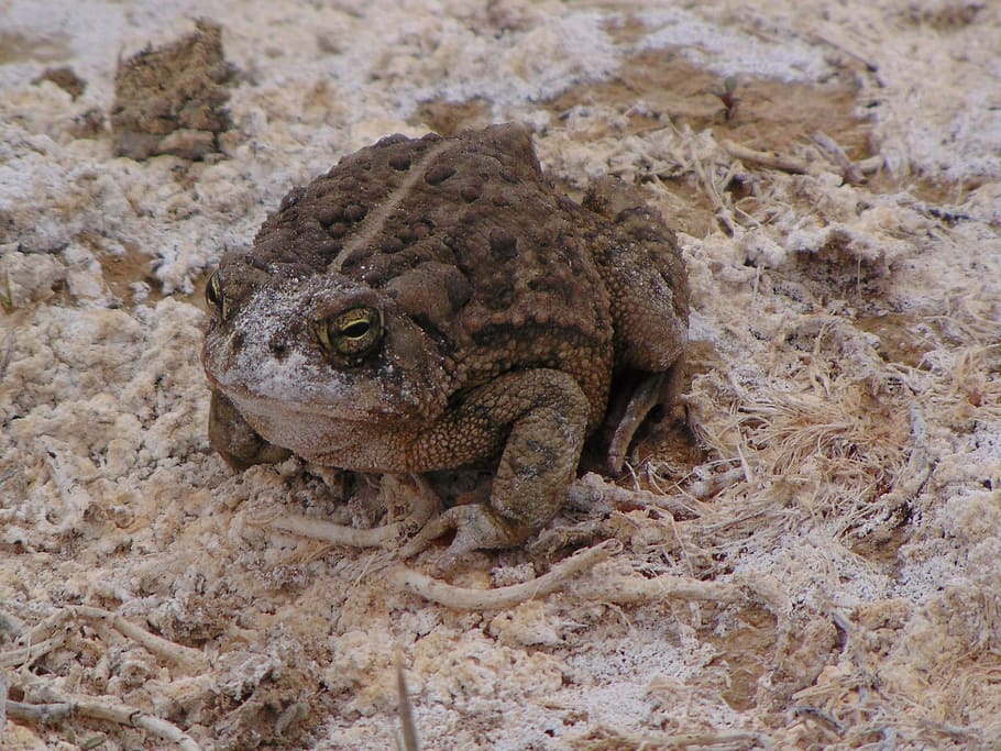 toad, frog, jump, wildlife, animal, animal themes, animal wildlife HD wallpaper