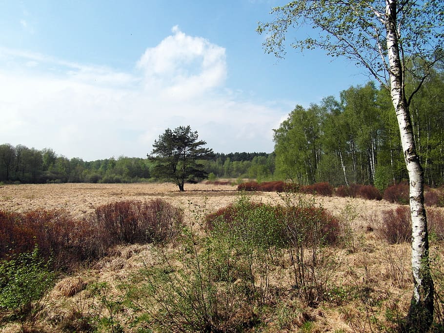 moor, light, spring, may, away, hiking, recovery, nature conservation HD wallpaper